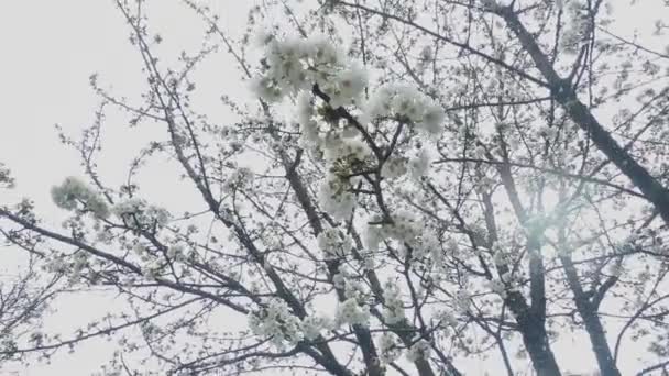 Tidig Vår Blommar Körsbär Och Sen Snö Skjuten Underifrån Med — Stockvideo