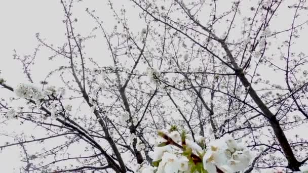 Раннє Весняне Цвітіння Вишні Пізній Сніг Знімок Знизу Сніжинками Камери — стокове відео