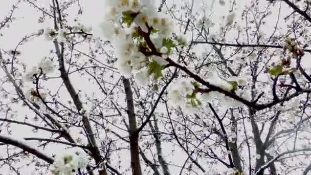 Erken Bahar Kiraz Çiçekleri Geç Kar Aşağıdan Kameraya Doğru Kar — Stok video