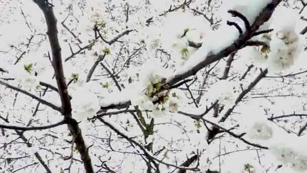 Early Spring Cherry Blossoms Late Snow Shot Snowflakes Camera — Stock Video