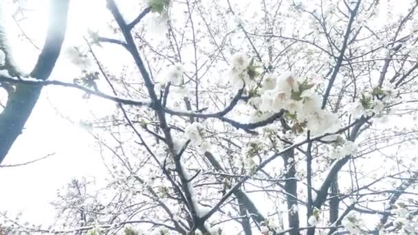 Раннє Весняне Цвітіння Вишні Пізній Сніг Знімок Знизу Сніжинками Камери — стокове відео