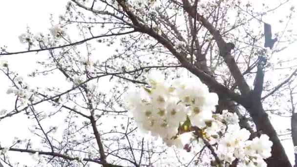 Cedo Primavera Cereja Floresce Tarde Neve Tiro Baixo Com Flocos — Vídeo de Stock