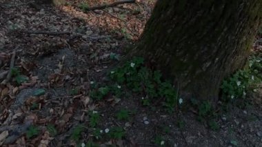 Ormanda ilkbahar çiçekleri baharın habercisi.