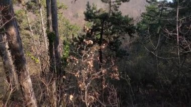 Ormanı, dağdaki ağaçları ve baharda vadiyi seyret..