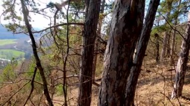 Ormanı, dağdaki ağaçları ve baharda vadiyi seyret..