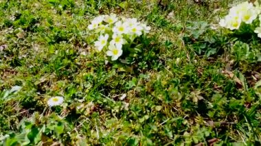 Ormanın yanındaki ovada bahar otları doğanın uyandırdığı çeşitli çiçeklerle..