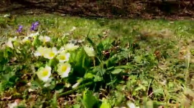 Ormanın yanındaki ovada bahar otları doğanın uyandırdığı çeşitli çiçeklerle..