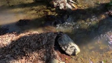 İlkbaharın başlarında ormanın yakınındaki dağda küçük bir derede temiz su..