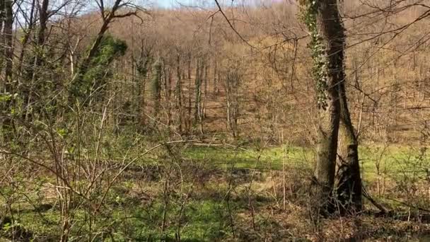 Herbe printanière sur la plaine à côté de la forêt avec diverses fleurs réveillées par la nature .