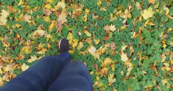 Ein Schuss Beine Und Ein Waldspaziergang Mit Gelben Herbstblättern Turnschuhen — Stockvideo