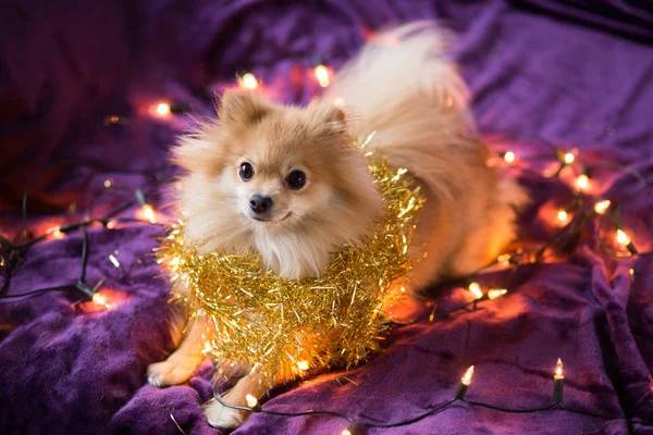 Ładny Piesek Szpic Niemiecki Ozdobione Christmas Lights Fioletowym Tle Symbol — Zdjęcie stockowe