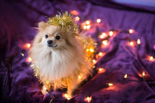 Bonito Pouco Alemão Spitz Cão Decorado Com Luzes Natal Fundo — Fotografia de Stock