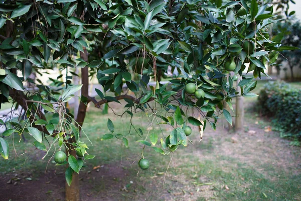 Ihlamur Ağacı Meyve Dalları Üzerinde — Stok fotoğraf