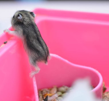 Bebek hamsterlar çok rahat ve güzel.