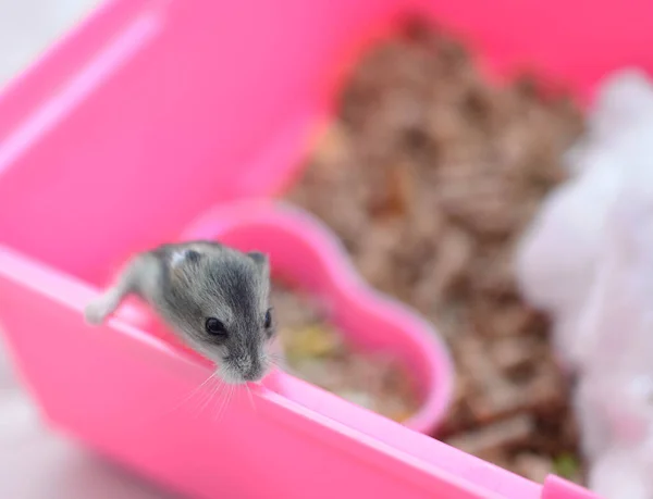 Baby Hamsters Very Confortable And Beautiful Isolated Tiny Stock Photo 375796154
