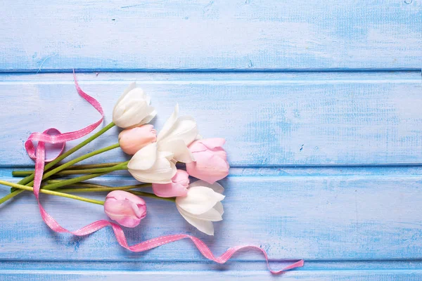 Tulipanes de primavera blancos y rosados —  Fotos de Stock