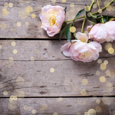 Taze pembe peonies çiçekler