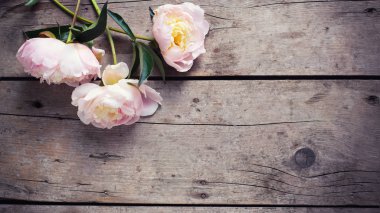 Taze pembe peonies çiçekler