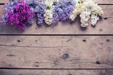 Taze aromatik Eflatun çiçekler 