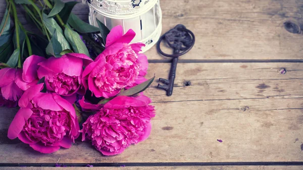Blüten rosa Pfingstrosen — Stockfoto