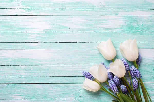 Tulipas brancas e flores muscaries azuis — Fotografia de Stock