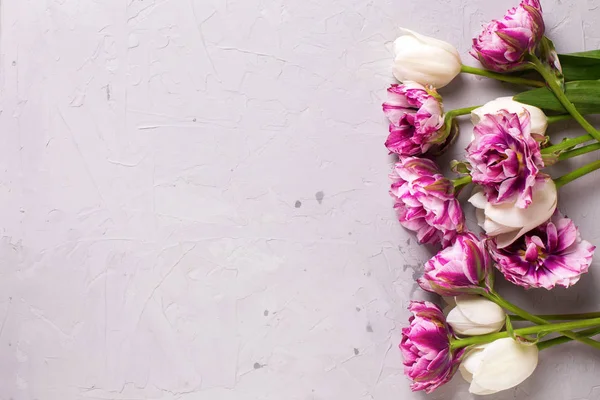 紫罗兰色和白色郁金香花 — 图库照片