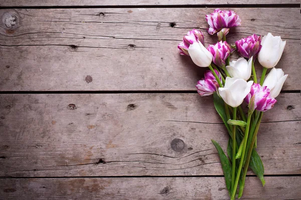 Violet and white tulips flowers — Stock Photo, Image