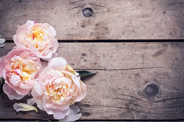 Fiori di peonie rosa teneri — Foto Stock