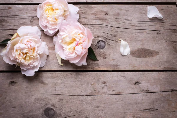 Anbud rosa pioner blommor — Stockfoto