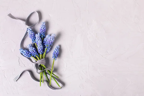 Primavera flores muscaries azuis — Fotografia de Stock