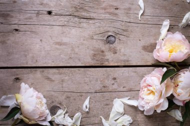 Pembe peonies çiçek sınır 