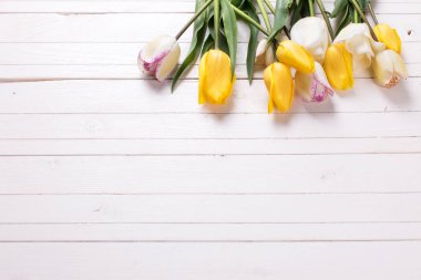 Sarı ve beyaz bahar laleler 