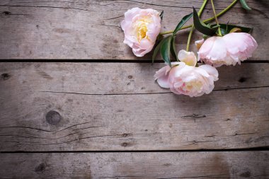 Taze pembe peonies çiçekler