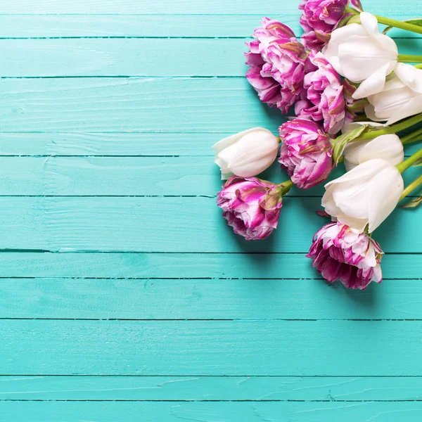 Flores de tulipas violetas e brancas — Fotografia de Stock