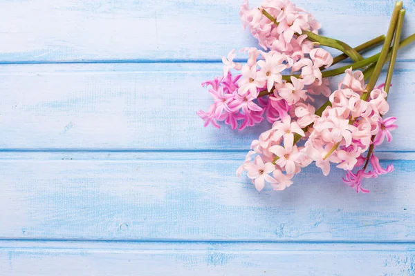 新鮮なピンクのヒヤシンスの花 — ストック写真