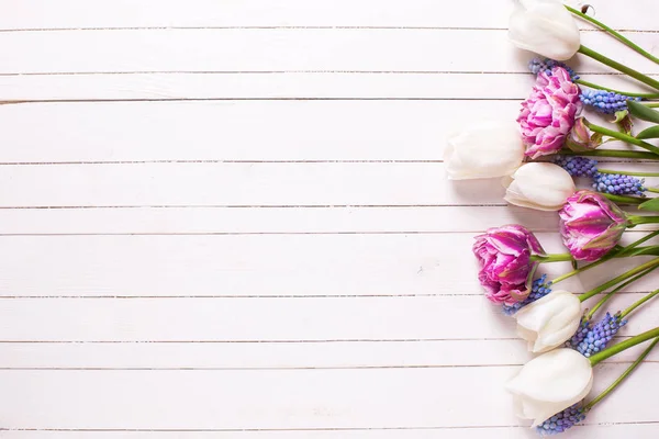 Violett och vita tulpaner blommor — Stockfoto