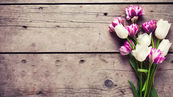Violette und weiße Tulpenblüten — Stockfoto