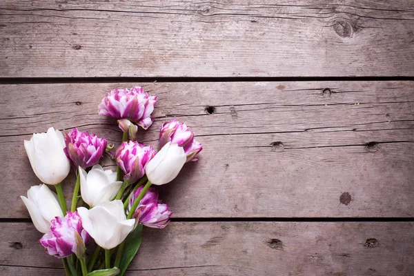 Violet και λευκές τουλίπες λουλούδια — Φωτογραφία Αρχείου