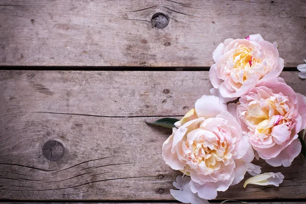 Tender pink peonies flowers — Stock Photo, Image