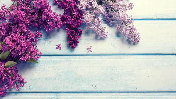 Αρωματικά λιλά λουλούδια σε μπλε — Φωτογραφία Αρχείου