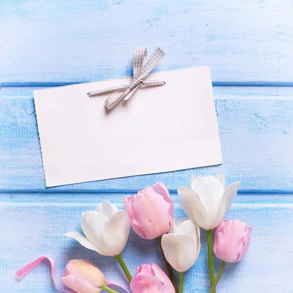 Біло-рожеві весняні тюльпани — стокове фото