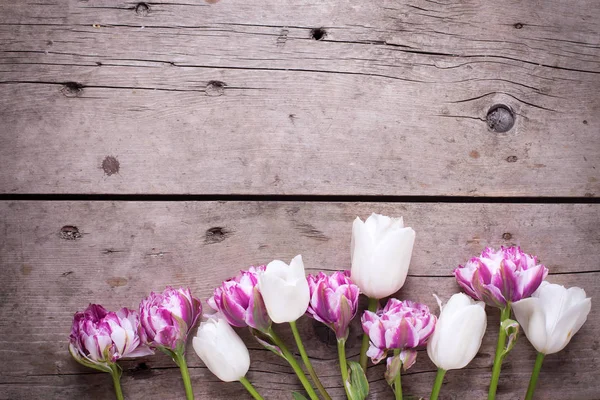 Violett och vita tulpaner blommor — Stockfoto