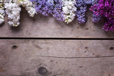 Aromatik Lila çiçek sınır 