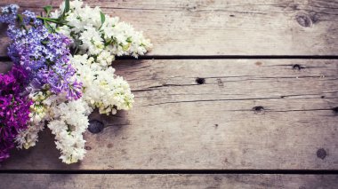 Taze aromatik Eflatun çiçekler 