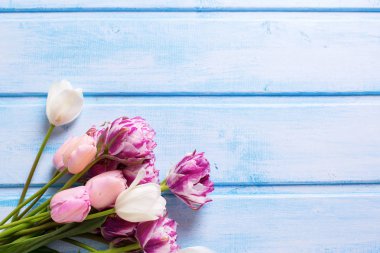 bahar beyaz ve pembe laleler