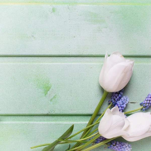 Vita tulpaner och blå muscaries blommor — Stockfoto