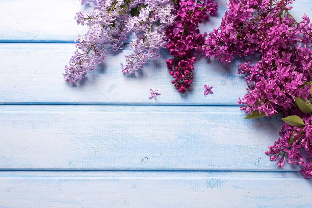 aromatic lilac flowers on blue