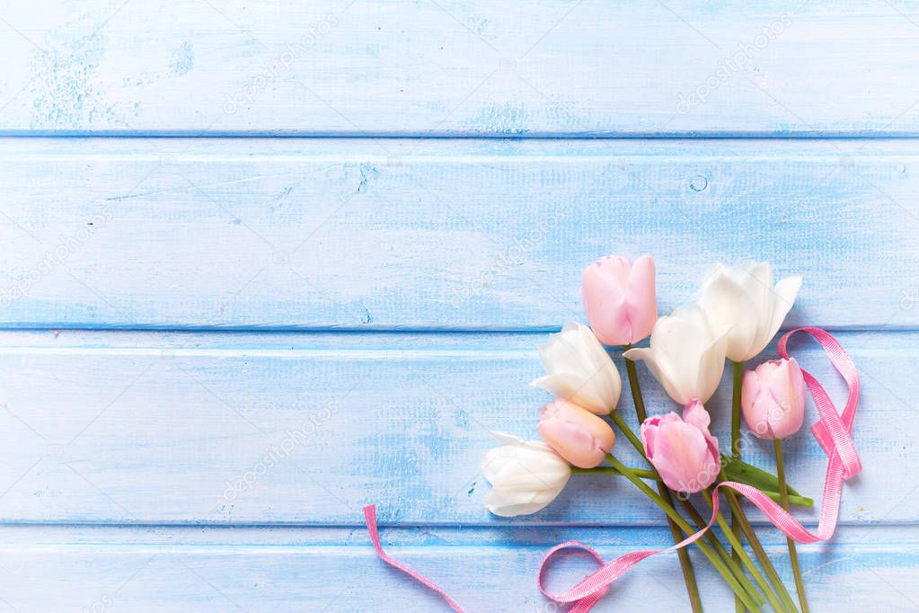 White and pink spring tulips