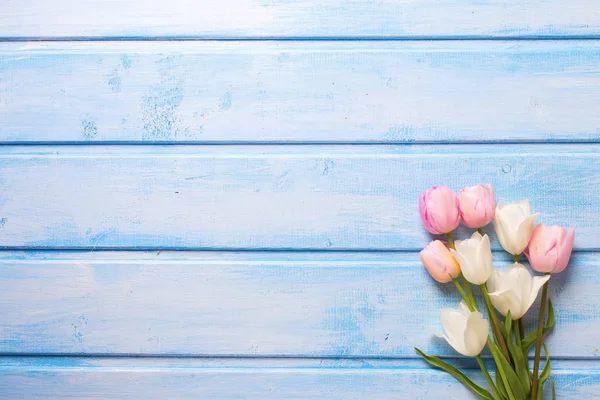 Tulipanes de primavera blancos y rosados —  Fotos de Stock