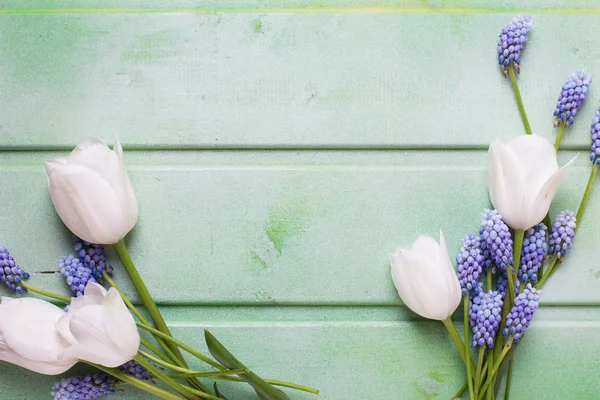 Tulipes blanches et fleurs musculaires bleues — Photo
